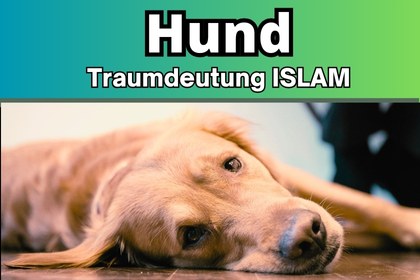 Hund im traum Islam. Traumdeutung Hund Islamische.